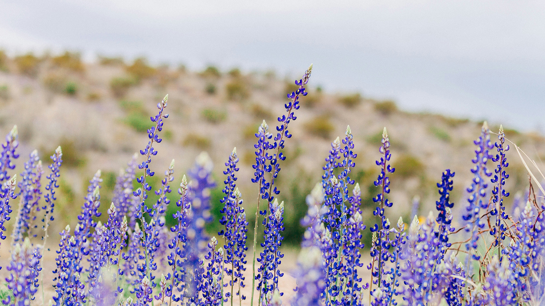 Lavender field in Texas